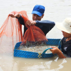 Mô hình nuôi tôm thẻ chân trắng 3 phù hợp - 3 tăng